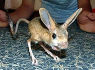 200px-Four-toes-jerboa.jpg