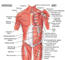 human-chest-muscle-anatomy-muscles-anatomy-chest-chart-of-human-shoulder-muscles-chest-muscles.jpg