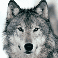 wolf1728