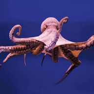 octopus26
